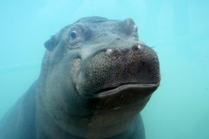 hippopotames-zooparc-de-beauval-03