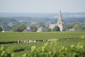Randonnée Vignes Vins Randos Langlois-Chateau - My Loire Valley