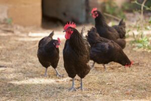 la poule noire du Berry