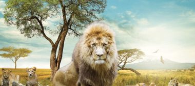 Zoo de Beauval – La Terre des Lions, nouveauté 2017 !