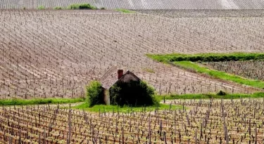 pouilly-fume (CC)-craig-drollett-ccpt