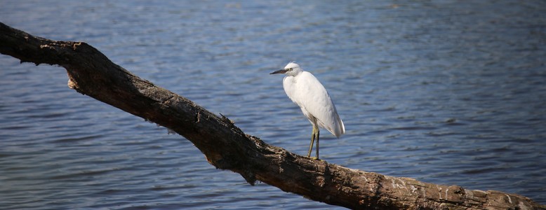 oiseau loire my loire valley beatrice Desnoue