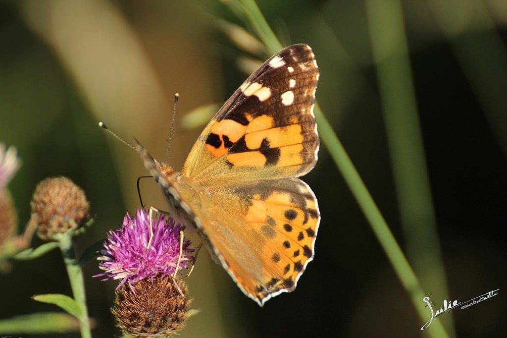 Faune et flore du Morvan julie-missbutterflies-cc