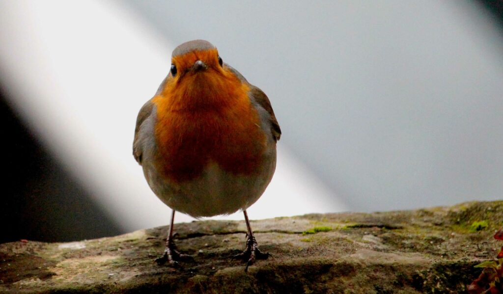 oiseau rouge gorge bdesnoue(c)