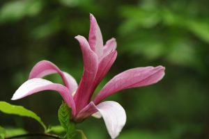 magnolia-liliflora-nigra-arboretum-national-des-barres
