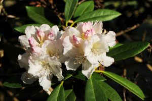 rhododendron-caucasicum-arboretum-national-des-barres