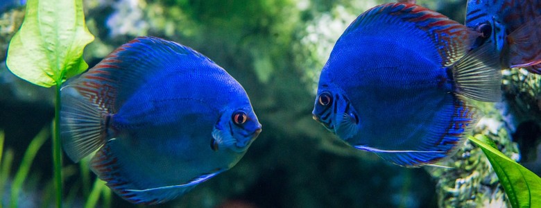 grand-aquarium-de-touraine-les-estivales-animations-juillet-aout