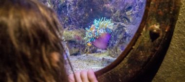 Plongez dans les coulisses du Grand Aquarium de Touraine