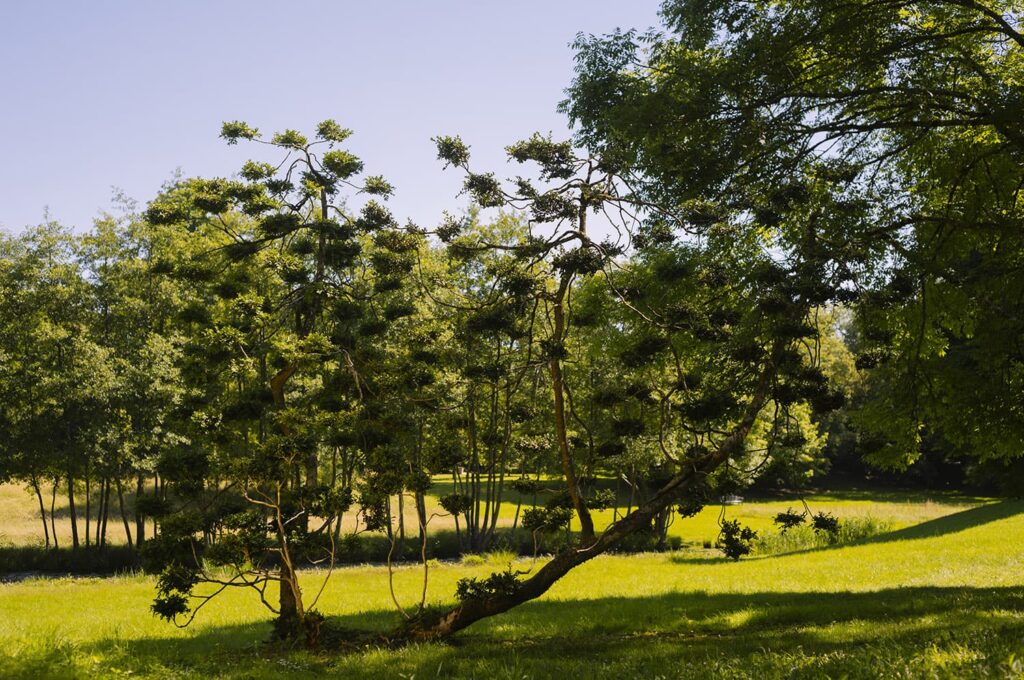 jardins-secrets-cher-chateau-pesselieres-le-vieil-berry-5812