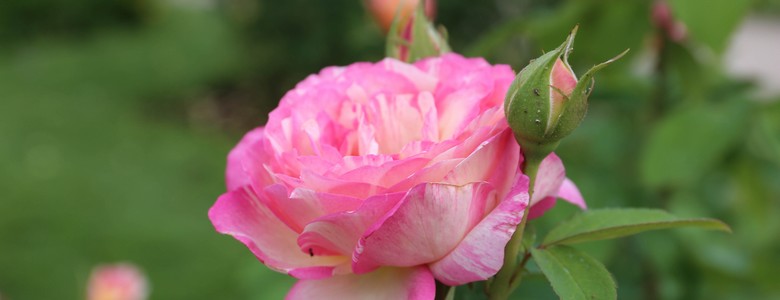 loiret-au-fil-de-la-rose-jardin-des-plantes-orleans-.tourisme-loiret