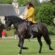 Cavalier - Spectacle equestre Chambord - My Loire Valley