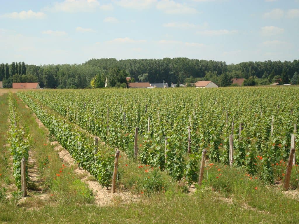 Vignes-cléry-saint-andre
