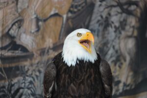 Rapaces : Spectacle équestre Chambord 2017 My Loire Valley 