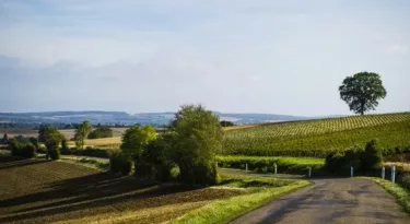 Coteaux du Giennois - bivc
