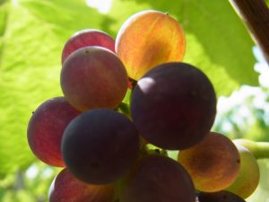 Vignobles berry - bivc
