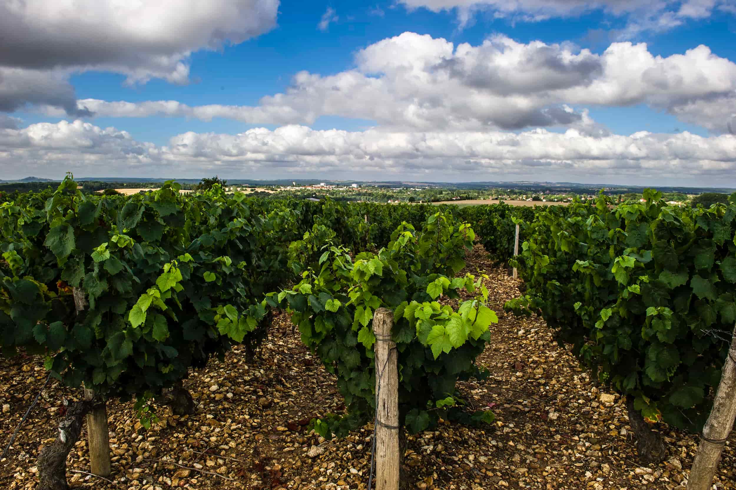 coteaux du giennois - bivc