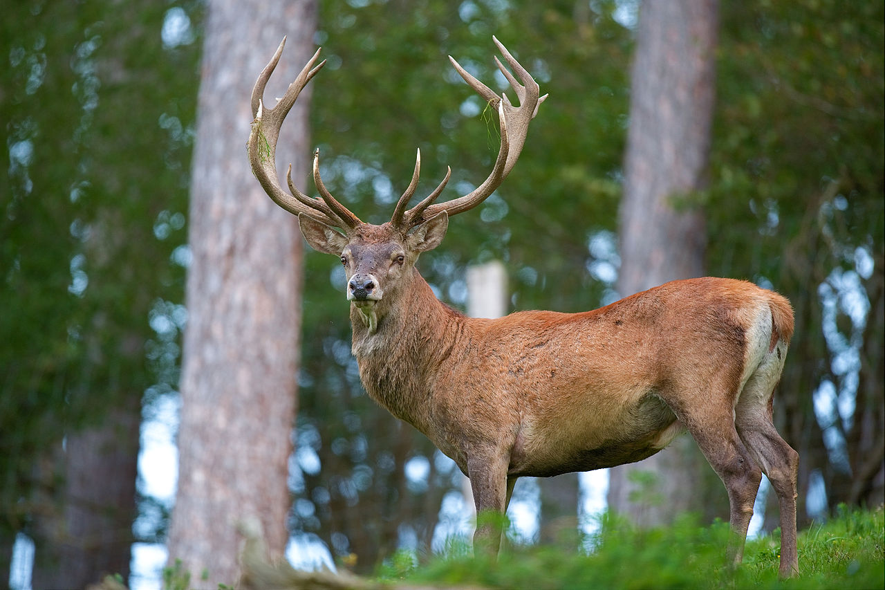 Brame du cerf - Balade à Cheval - Haras de La Cense