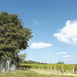 vignobles du berry - bivc