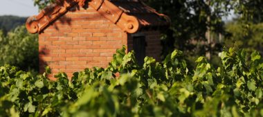 Découvrez le vignoble de Châteaumeillant et son appellation AOC