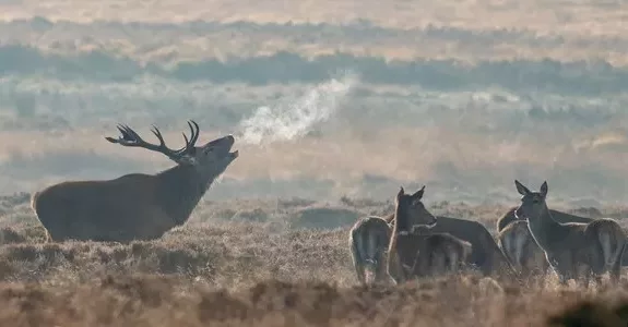 cerf-et-biches-brume-brame-ot-sologne-cote-sud