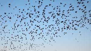 oiseaux migrateurs val de loire