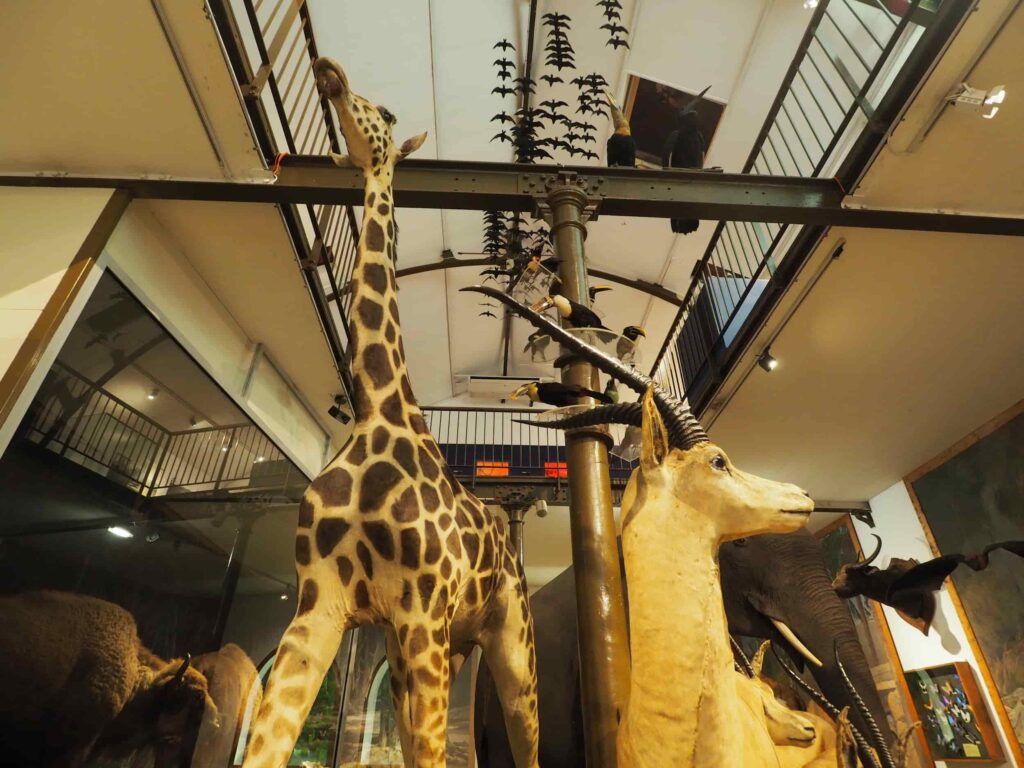 Bourges musee histoire naturel V.laebens (c) - My Loire Valley