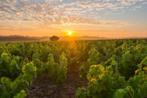 Vignoble nantais © Valery Joncheray