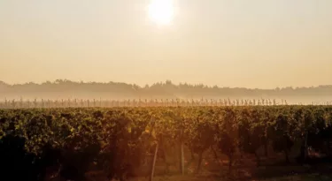 Vignobles de l'Orléanais
