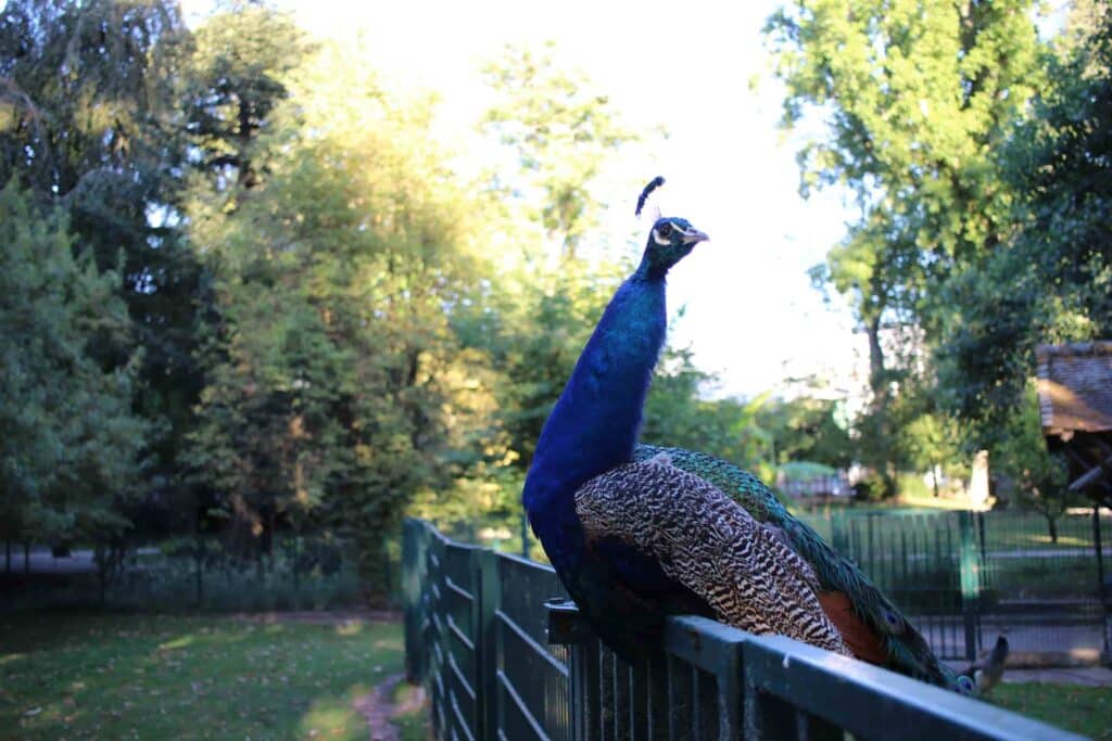 Paon_au_jardin_Botanique_de_Tours - GrandCelinien - cc - My Loire Valley