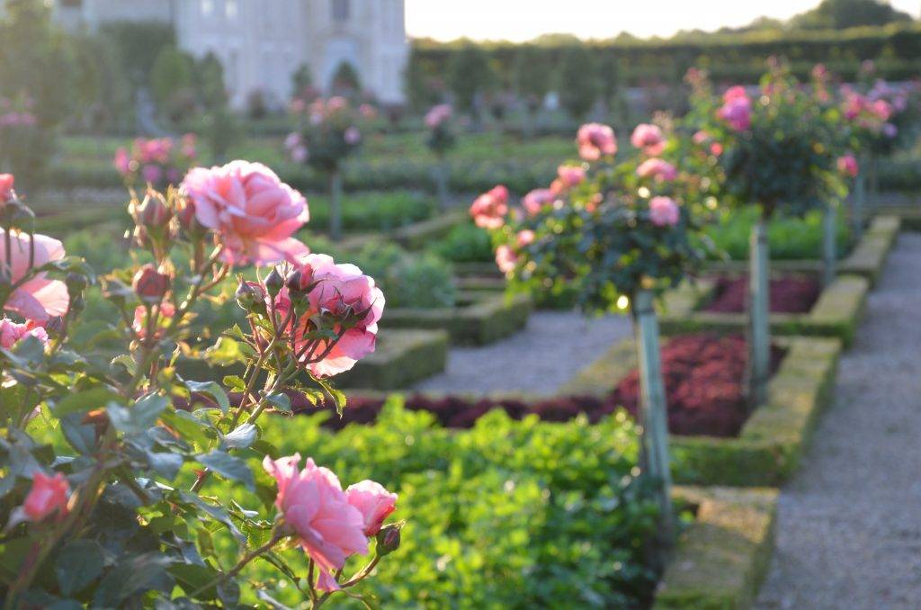 Rosiers du Potager © Château et jardins de Villandry
