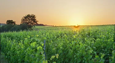 Vignoble Thésée la Romaine - Daniel Jolivet cc - My Loire Valley