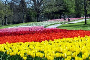 Jardin des tulipes à Cheverny