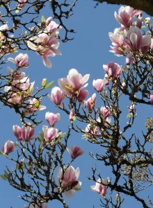 Printemps Arboretum des Barres - My Loire Valley