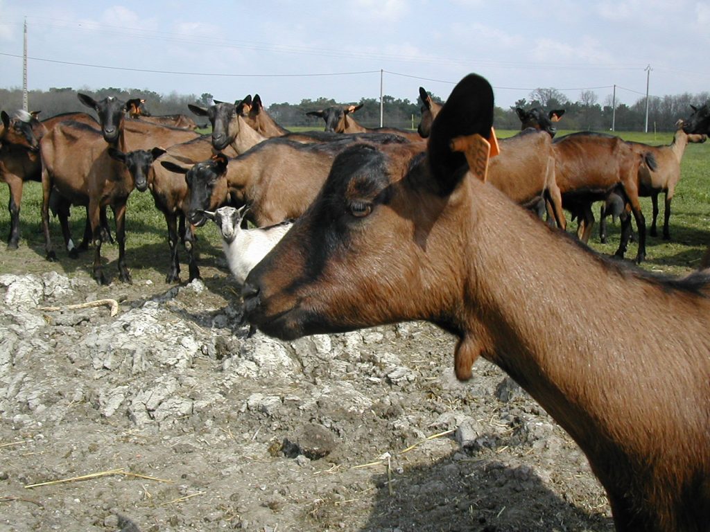 Chèvres de Sainte-Maure - My Loire Valley
