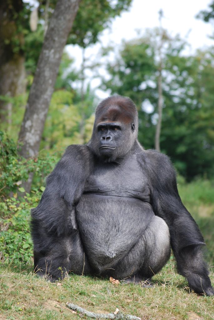 Male Gorille © la vallée des singes