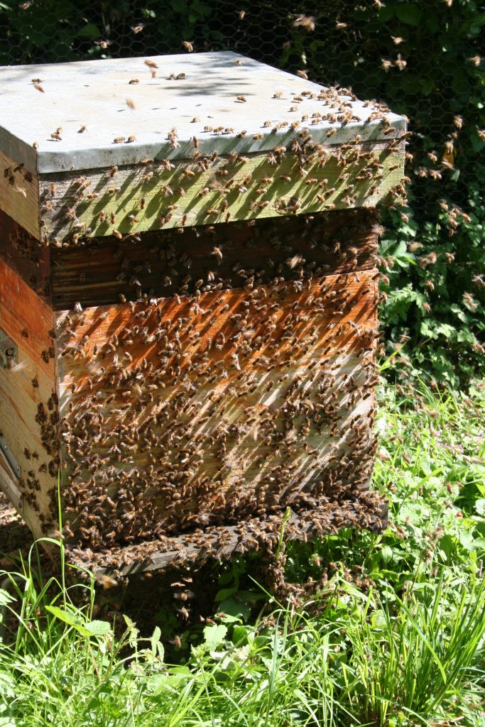 aula1-printemps-essaimage - musée de l'apiculture - (c)