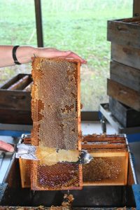 aulacadredesoper - musée de l'apiculture - (c)