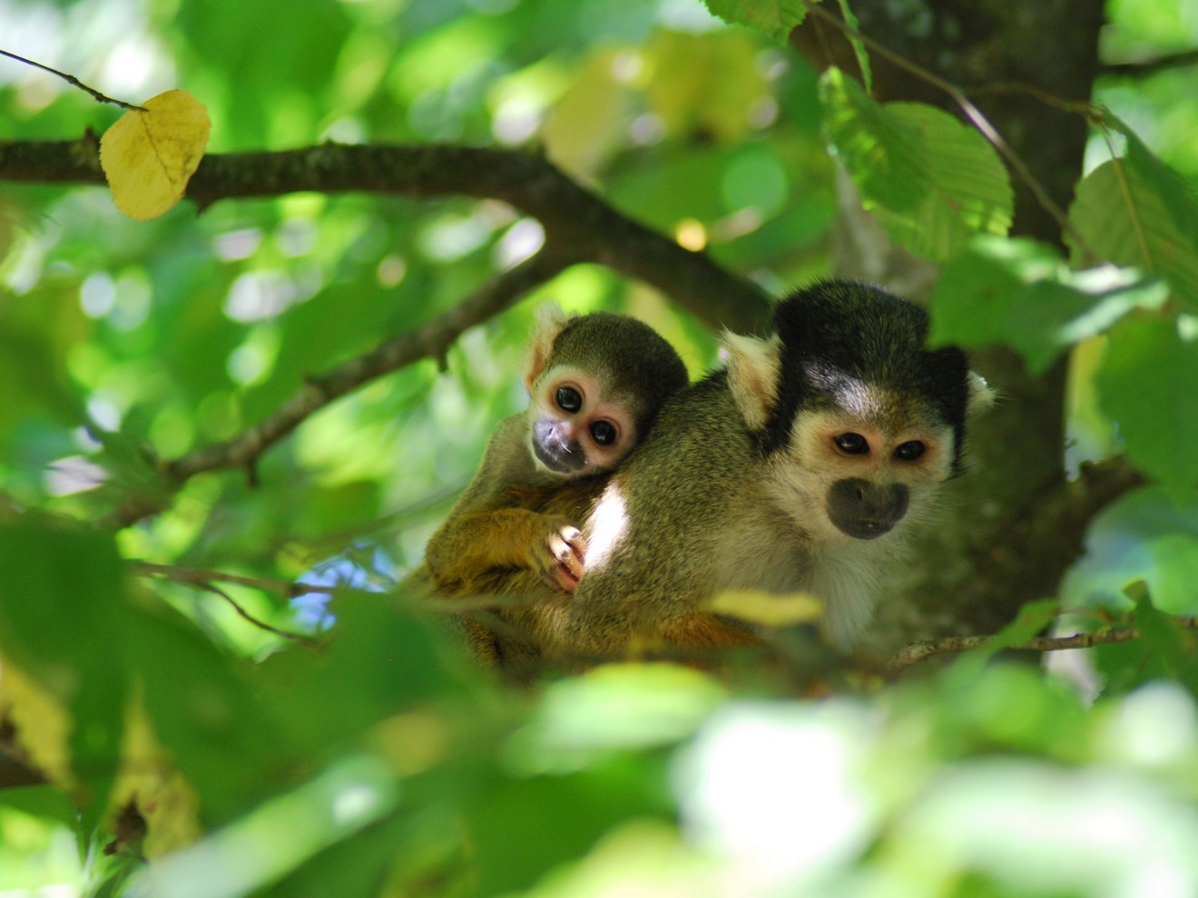 bebe-saimiri © la vallée des singes