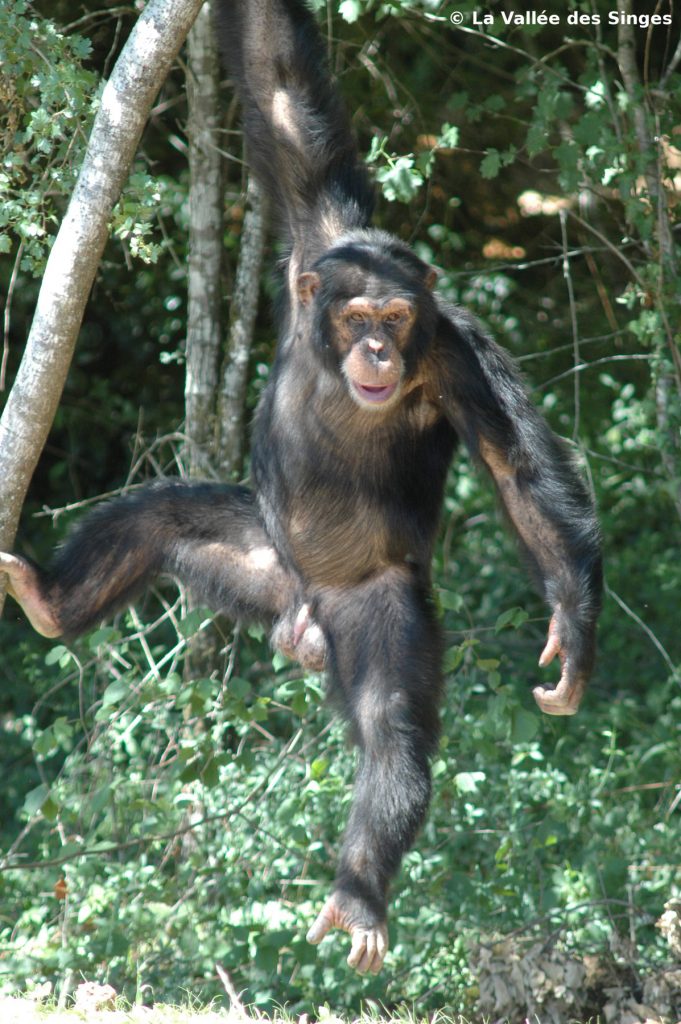 chimpanze-1 © la vallée des singes