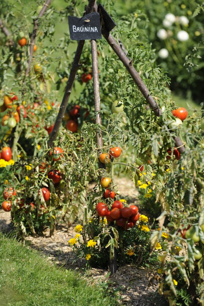 conservatoire-tomates-château-de-la-bourdaisière