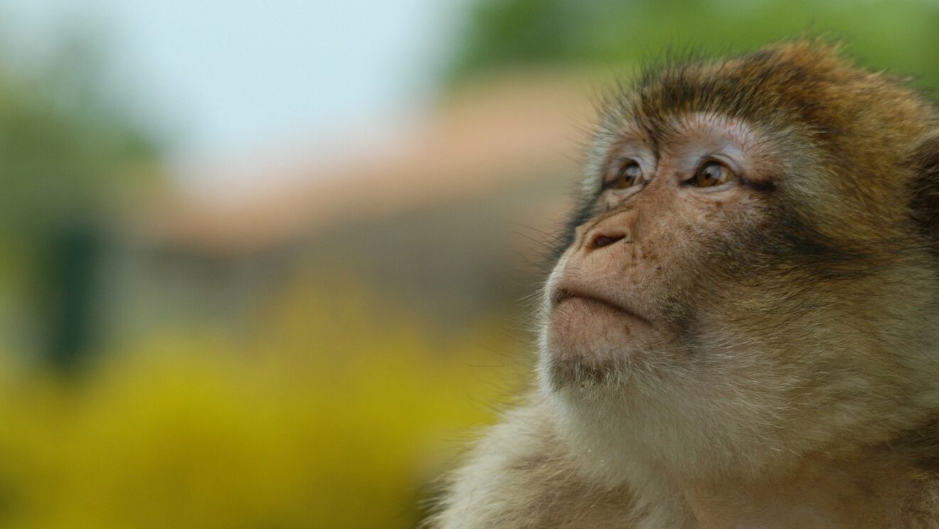 magot © la vallée des singes 1320x990