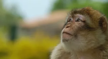 magot © la vallée des singes