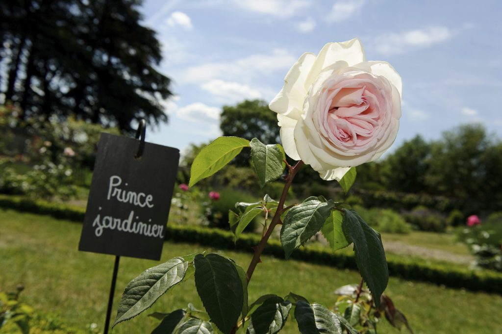 rose-prince-conservatoire-tomates-château-de-la-bourdaisière