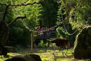 Okapi, Bioparc de Doué-la-Fontaine - My Loire Valley