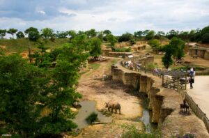 Vallée des rhinoceros © Bioparc - My Loire Valley