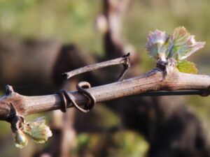 Vigne Quincy - My Loire Valley