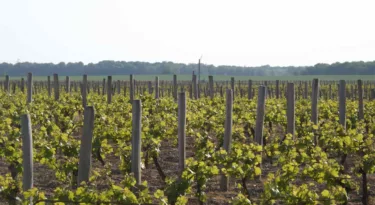 Vignoble Quincy - My Loire Valley