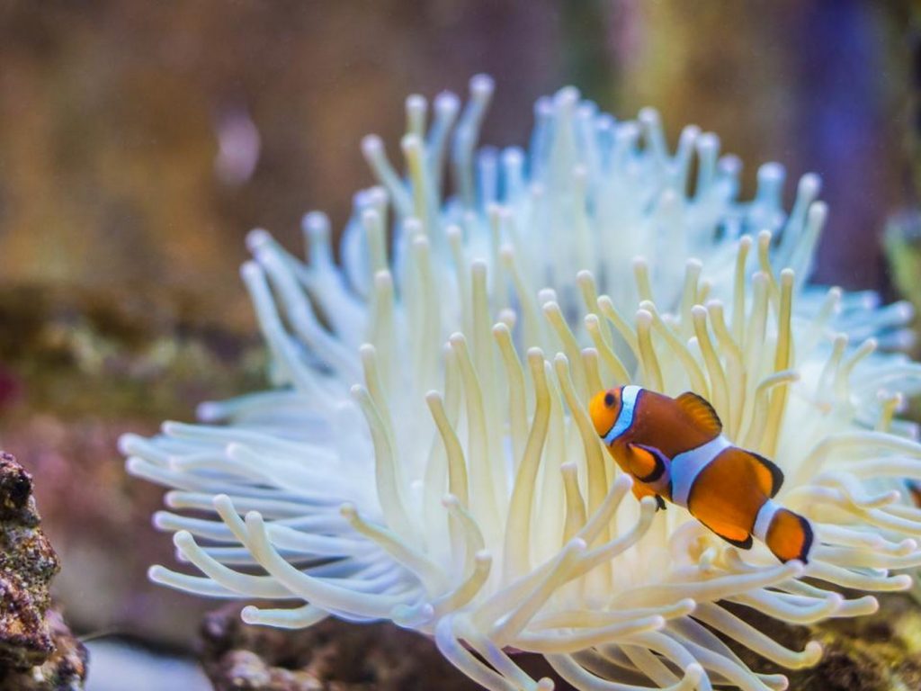 anemone_et_poisson_clown_ - grand aquarium de touraine 1320x990