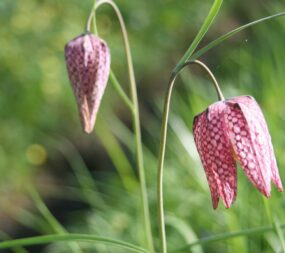 fritilère-écumusée-véron©Aurore POVEDA