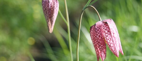 fritilère-écumusée-véron©Aurore POVEDA